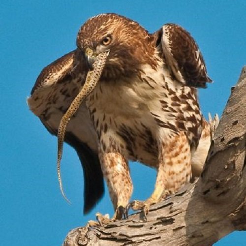  عکس پرنده شکاری عقاب