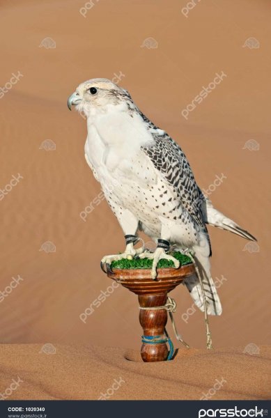  عکس شاهین پرنده شکاری پرسرعت