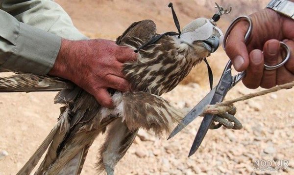  عکس شاهین پرنده شکاری پرسرعت