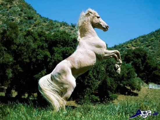  عکس اسب های زیبا و وحشی