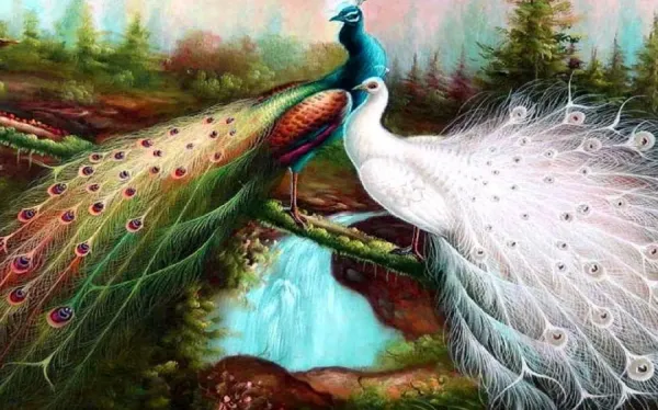  گالری تصاویر زیبا از طاووس سفید