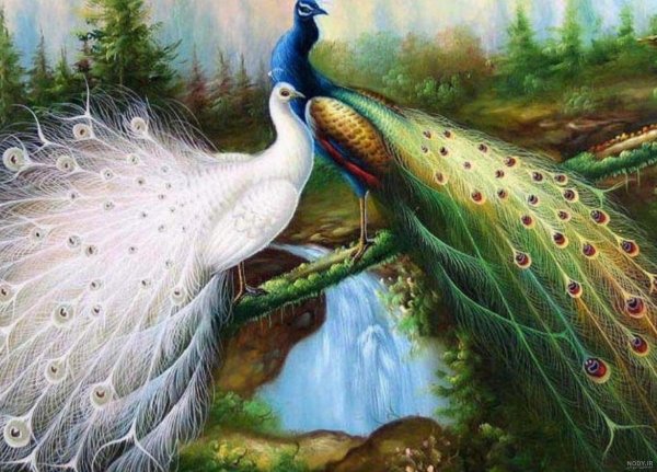  عکس طاووس رنگارنگ واقعی