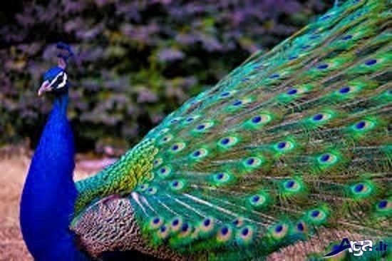  دانلود عکس طاووس های زیبا