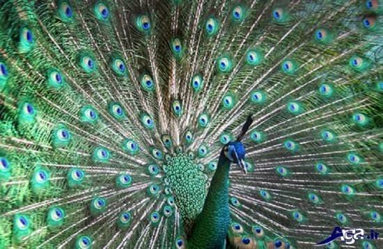  دانلود عکس طاووس های زیبا