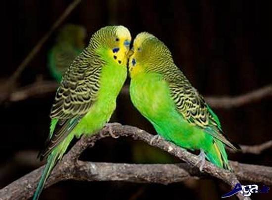 عکس مرغ عشق های عاشق