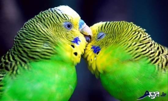 عکس مرغ عشق های عاشق