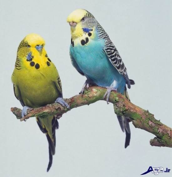عکس مرغ عشق های عاشق