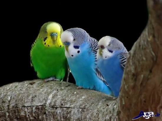 عکس مرغ عشق های عاشق
