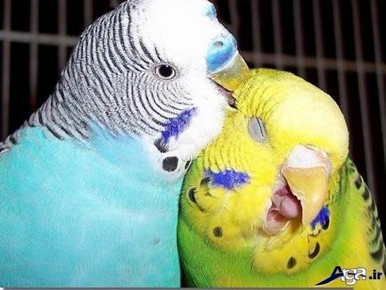 عکس مرغ عشق های عاشق
