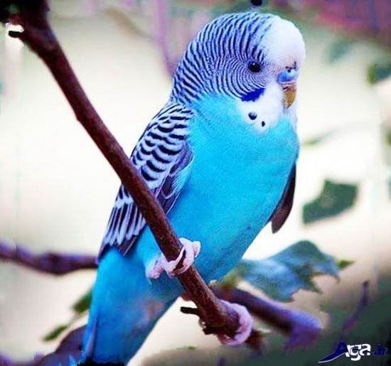 عکس مرغ عشق های عاشق