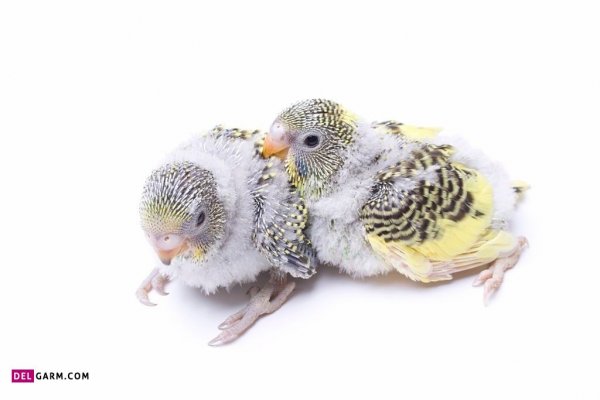 عکس انواع مرغ عشق