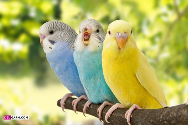 عکس انواع مرغ عشق