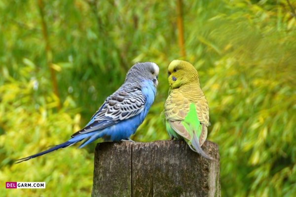 عکس مرغ عشق برای بک گراند گوشی