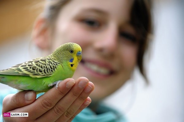 عکس مرغ عشق برای بک گراند گوشی