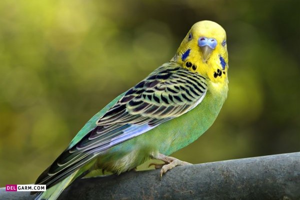 عکس مرغ عشق برای بک گراند گوشی