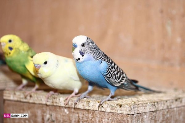 عکس مرغ عشق برای بک گراند گوشی