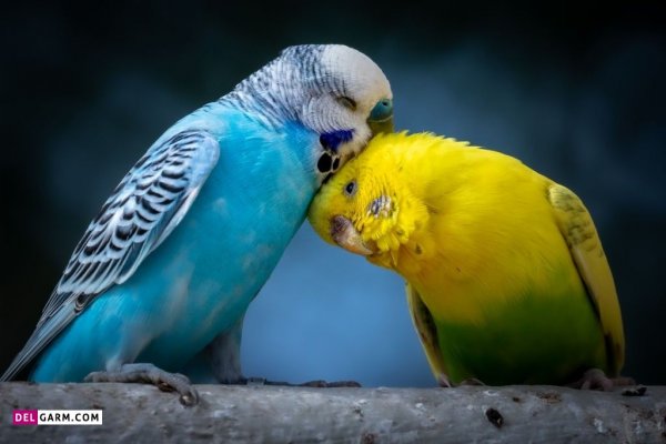 عکس مرغ عشق برای بک گراند گوشی