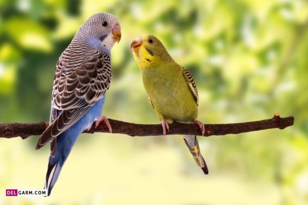 عکس مرغ عشق برای بک گراند گوشی
