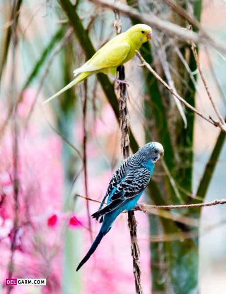 عکس مرغ عشق برای بک گراند گوشی