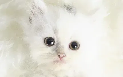  عکس گربه برای صفحه گوشی