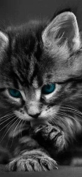  عکس گربه برای صفحه گوشی
