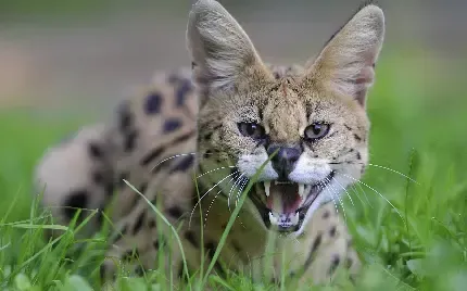  عکس گربه برای صفحه گوشی