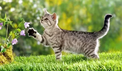  عکس گربه برای صفحه گوشی