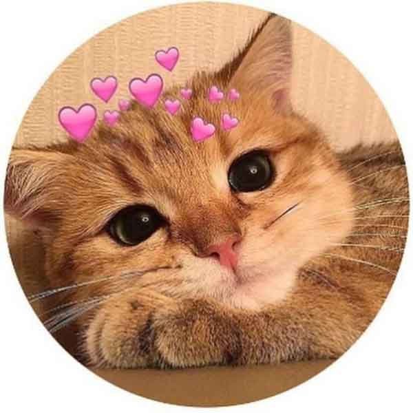  پس زمینه گربه