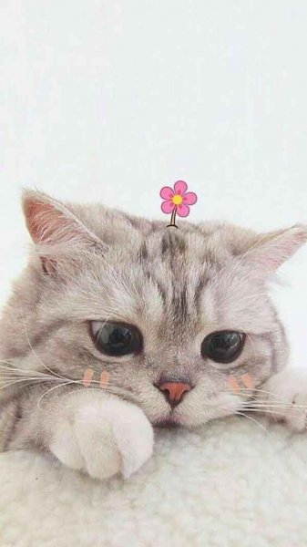  پس زمینه گربه
