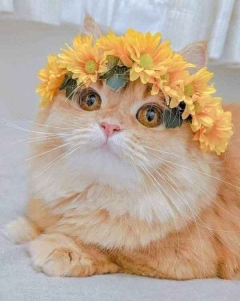  پس زمینه گربه