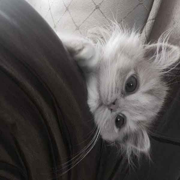  پس زمینه گربه