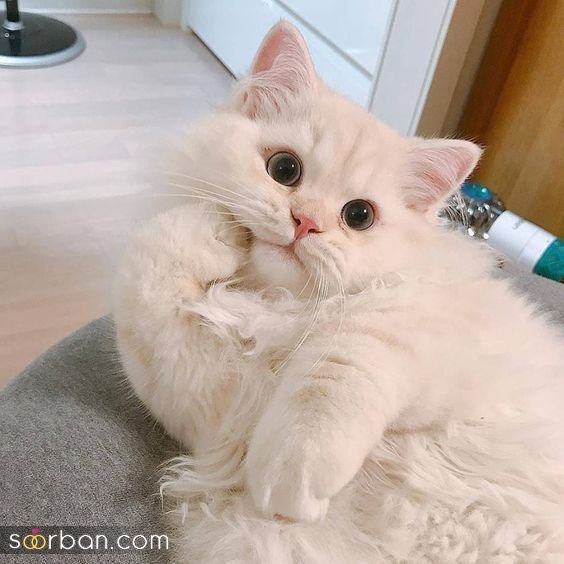  پس زمینه گربه گنگ