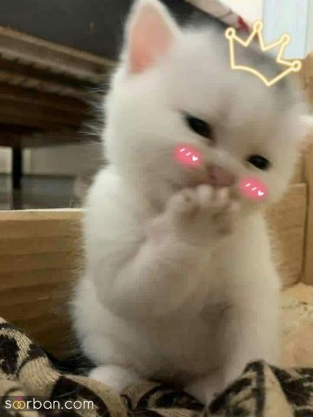  پس زمینه گربه گنگ