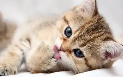  پس زمینه گربه آبی