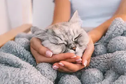  پس زمینه گربه آبی