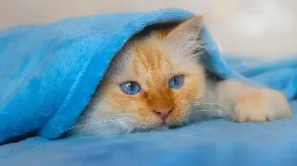  پس زمینه گربه آبی