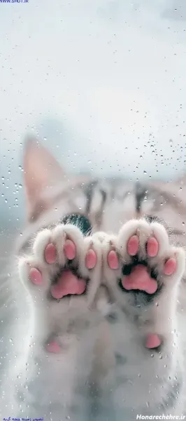  پس زمینه گربه صورتی