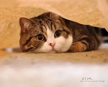  دانلود عکس گربه گوگولی ژاپنی برای پروفایل
