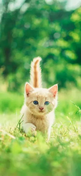 عکس گربه نارنجی ناز برای پروفایل