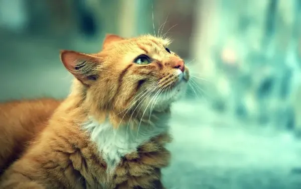  عکس گربه نارنجی ناز برای پروفایل