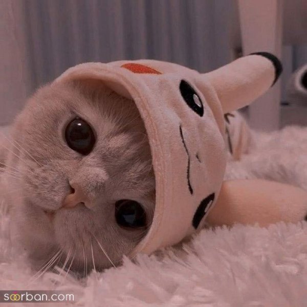 عکس گربه بامزه و کیوت برای پروفایل دخترونه