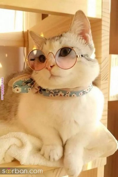 عکس گربه بامزه و کیوت برای پروفایل دخترونه