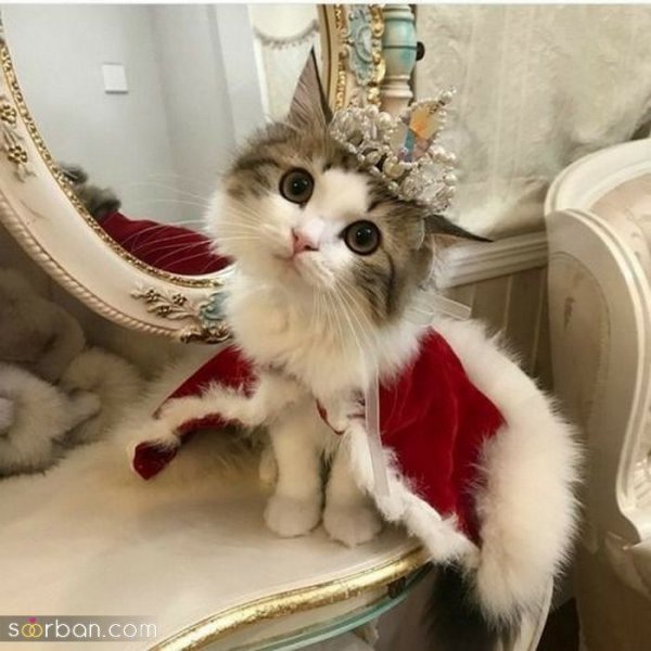 عکس پس زمینه گربه گوگولی برای گوشی