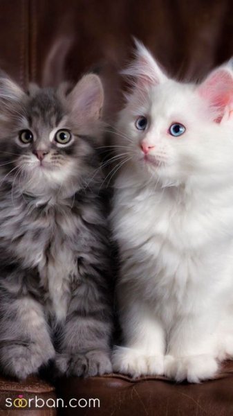  عکس پس زمینه گربه گوگولی برای گوشی