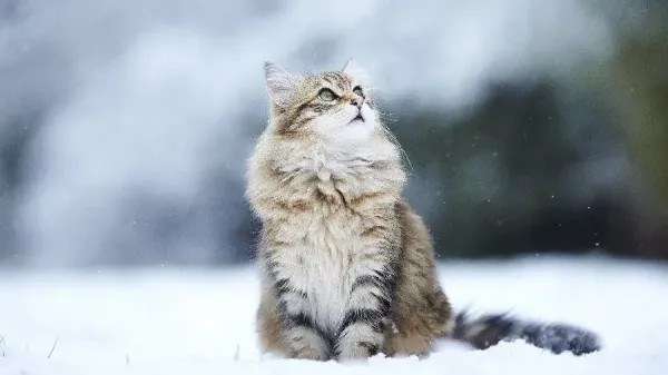  دانلود عکس گربه خوشگل برای بک گراند
