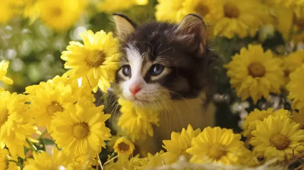  دانلود عکس گربه خوشگل برای بک گراند