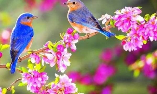  عکس پروفایل زیبا از طبیعت