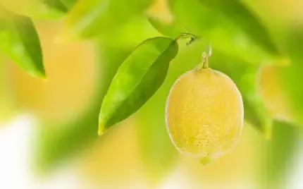  دانلود عکس لیمو با کیفیت عالی