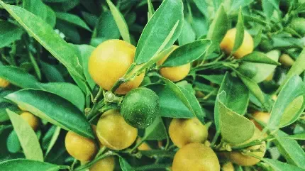  عکس لیمو برای پروفایل