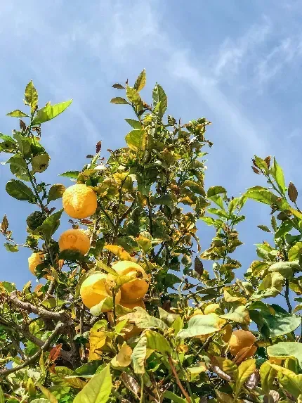  عکس لیمو برای پروفایل